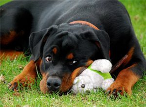 Собака ротвейлер: как содержать питомца крупного размера