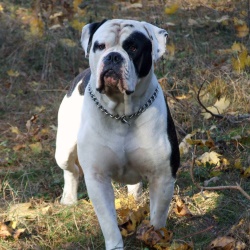 американского бульдог описание