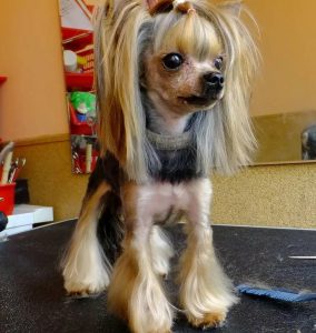 Обзор лучших модельных стрижек для Йорков девочек: цены на груминг и прически