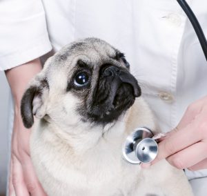 Секреты долгой продолжительности жизни Мопсы: сколько лет живут питомцы и как ухаживать?