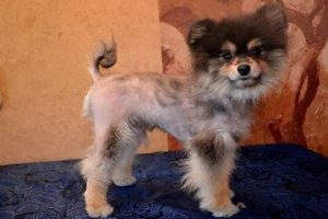 Развитие заболевания алопеции у шпицев и методы лечения