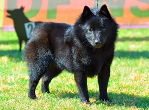 Древняя порода шипперке: бельгийская овчарка в миниатюре
