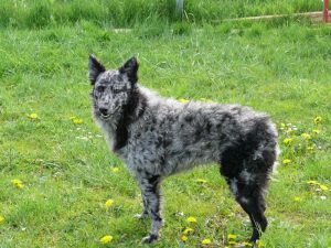 Знакомимся с муди: собака с задорным, веселым нравом