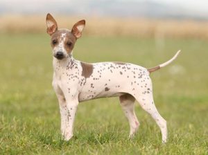 Разновидности голых пород собак, описание их внешних данных