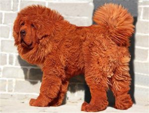 рыжий тибетский мастиф