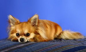 Болезни собак чихуахуа: симптомы и лечение