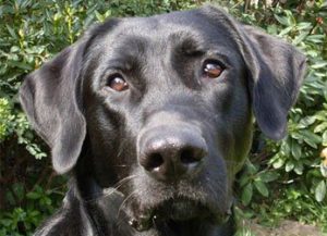 морда майоркской овчарки