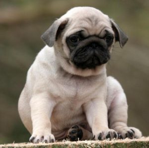 Секреты долгой продолжительности жизни Мопсы: сколько лет живут питомцы и как ухаживать?