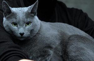 Царственная русская голубая кошка: характер и содержание домашнего питомца