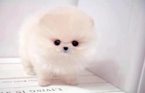 Крошечный шпиц: характеристика породы, уход за милым питомцем