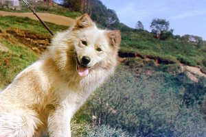 Оленегонная ненецкая лайка: сочетание чуткости и ответственности