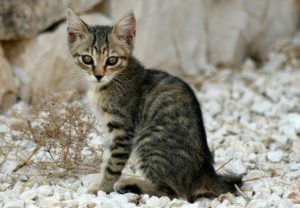 Мини-леопард в доме: знакомимся с калифорнийской сияющей кошкой