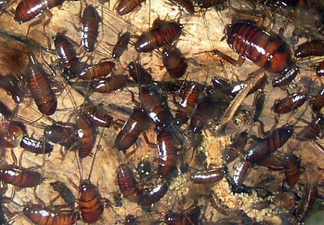 опасные тараканы