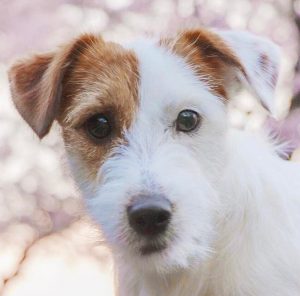 Энергичный и преданный малыш Джек Рассел терьер длинношерстный: описание породы