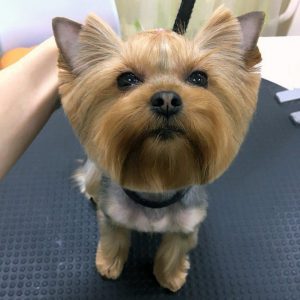 Выбираем лучшую стрижку для Йорков мальчиков: варианты и фото причесок