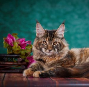 Как интересно назвать кошку породы Мейн Кунов: клички для мальчиков и девочек