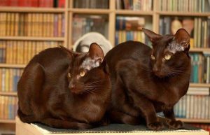 Шоколадная гавана: происхождение породы, рекомендации по уходу