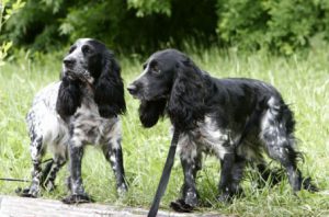 Порода русский кокер спаниель: характеристика игривого и выносливого питомца