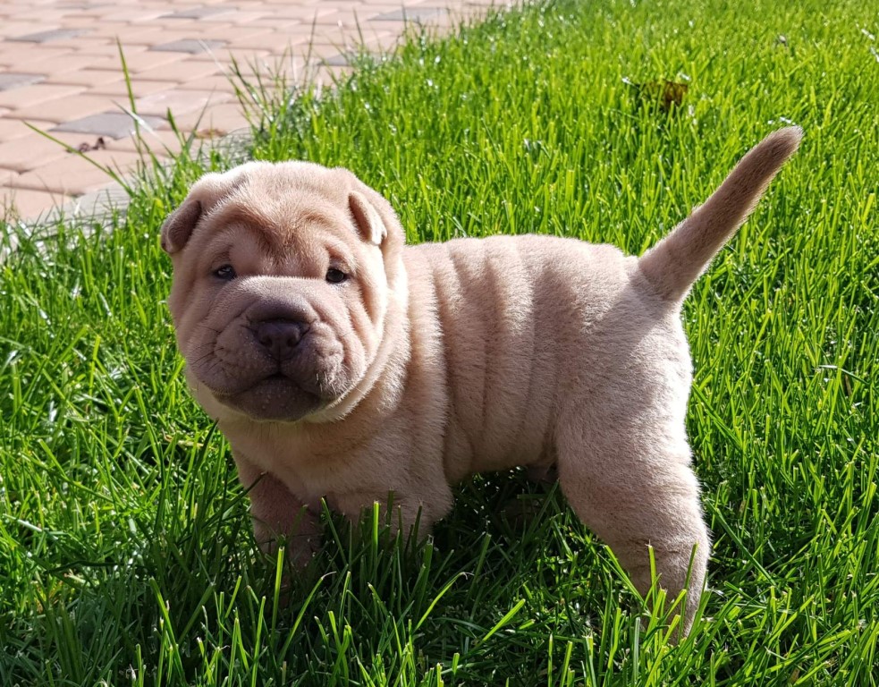 Шарпей: красота домашнего любимца не зависит от цвета шерсти