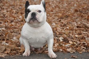 Несколько видов окрасов французских бульдогов, их характерные признаки