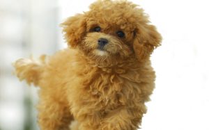 Добрый и ласковый той-пудель: характеристика декоративного питомца