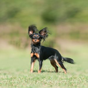 Энергичная и игривая собачонка Русский Той терьер: описание породы и характер