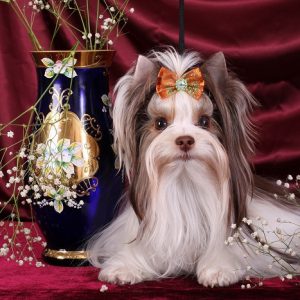 Декоративная порода с длинной прямой шерстью Биро йорк: описание и характеристика