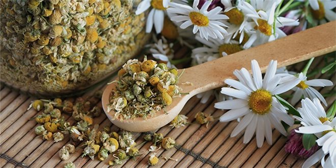 Польза ромашки при бессоннице