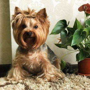 Обзор лучших и оригинальных причесок для Йорков: советы по стрижке и фото