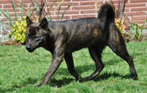 Тигровая азиатская каи: собака на все случаи жизни