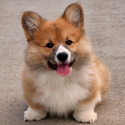 Экстерьер описание