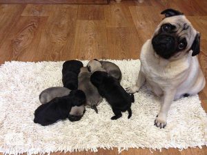 щенки мопса