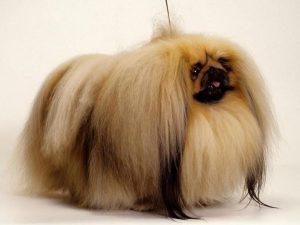пекинес с длинной шерстью