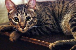 Мини-леопард в доме: знакомимся с калифорнийской сияющей кошкой