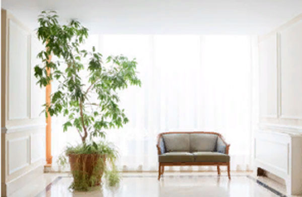 Уютная комната. В ней стоит диван и высокое растение в горшке