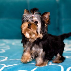 Декоративный питомец с личиком младенца Беби фейс йорк: описание породы