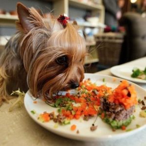 Доброжелательные и любопытные малыши Йоркширский терьер: разновидности щенков, как выбрать?