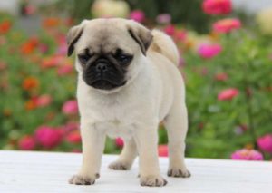 Карликовый мопс: особенности ухода за карманной собачкой