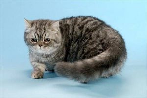 Наполеон: уникальная порода карликовых домашних котов