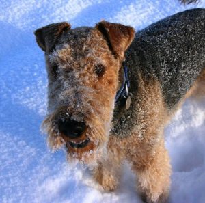 Умная и обаятельная охотничья собака Эрдельтерьер: описание породы