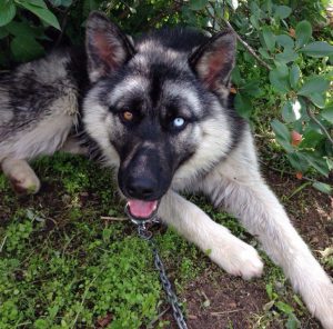 Отличия и характеристика породы помеси Овчарки и Хаски: описание и советы по уходу за метисом