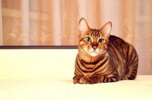 Кот тойгер: происхождение и особенности породы