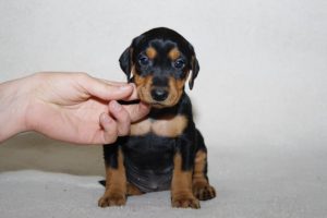 немецкий пинчер щенок