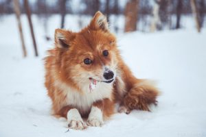 Оленегонная ненецкая лайка: сочетание чуткости и ответственности