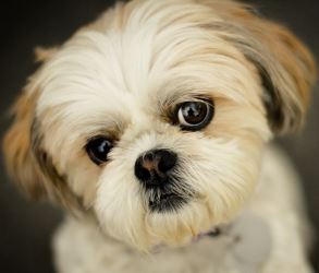 История происхождения породы