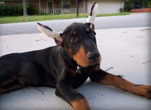 купированные уши доберман