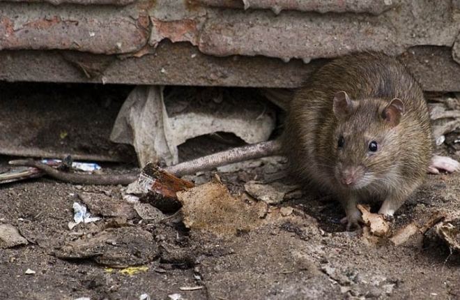 серая крыса