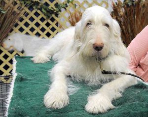 Знакомимся: собака с жизнерадостным нравом итальянский спиноне