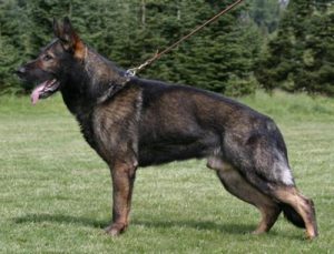рабочая германская овчарка