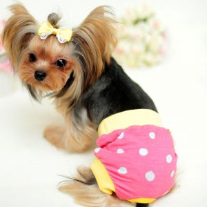 Эти дни у Йоркширского терьера сколько длится течка и какие признаки наступления?